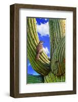 Cactus Wren-Chris Vest-Framed Art Print