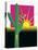 Cactus Wren-Marie Sansone-Stretched Canvas