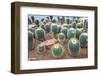 Cactus-noppasin wongchum-Framed Photographic Print