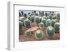 Cactus-noppasin wongchum-Framed Photographic Print