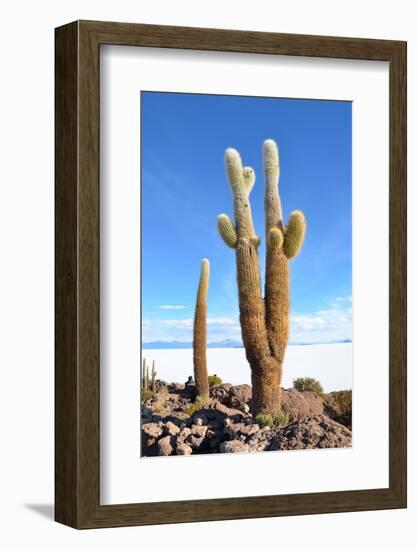 Cactus-xolct-Framed Photographic Print