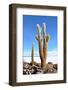 Cactus-xolct-Framed Photographic Print