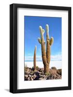 Cactus-xolct-Framed Photographic Print