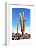 Cactus-xolct-Framed Photographic Print