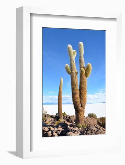 Cactus-xolct-Framed Photographic Print