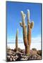 Cactus-xolct-Mounted Photographic Print