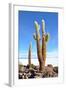 Cactus-xolct-Framed Photographic Print