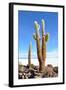 Cactus-xolct-Framed Photographic Print