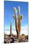 Cactus-xolct-Mounted Photographic Print