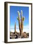 Cactus-xolct-Framed Photographic Print