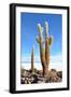 Cactus-xolct-Framed Photographic Print