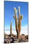Cactus-xolct-Mounted Photographic Print