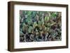 Cactus-Celig-Framed Photographic Print