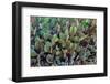 Cactus-Celig-Framed Photographic Print