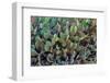 Cactus-Celig-Framed Photographic Print