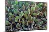 Cactus-Celig-Mounted Photographic Print