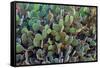 Cactus-Celig-Framed Stretched Canvas