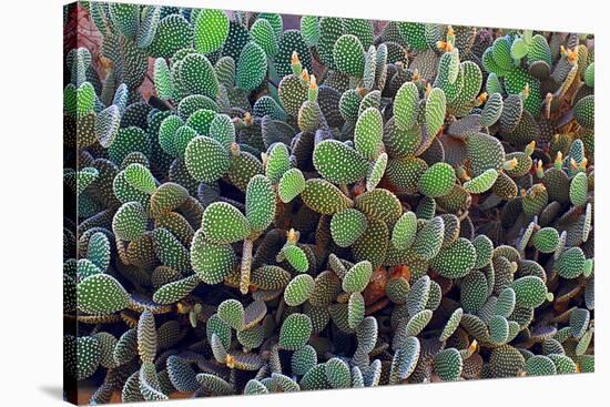 Cactus-Celig-Stretched Canvas