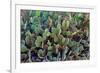 Cactus-Celig-Framed Photographic Print