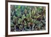 Cactus-Celig-Framed Photographic Print