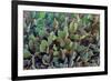 Cactus-Celig-Framed Photographic Print
