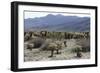 Cactus-Natalie Tepper-Framed Photo