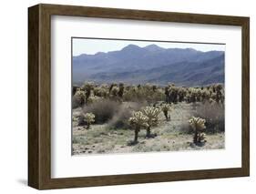 Cactus-Natalie Tepper-Framed Photo