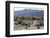 Cactus-Natalie Tepper-Framed Photo