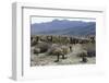 Cactus-Natalie Tepper-Framed Photo