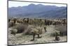 Cactus-Natalie Tepper-Mounted Photo