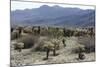 Cactus-Natalie Tepper-Mounted Photo