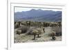 Cactus-Natalie Tepper-Framed Photo