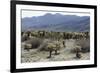 Cactus-Natalie Tepper-Framed Photo