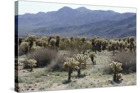 Cactus-Natalie Tepper-Stretched Canvas