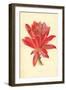 Cactus-Frederick Edward Hulme-Framed Giclee Print