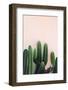 Cactus-Incado-Framed Photographic Print