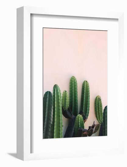 Cactus-Incado-Framed Photographic Print