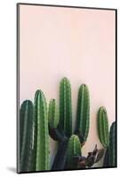 Cactus-Incado-Mounted Photographic Print