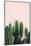 Cactus-Incado-Mounted Photographic Print