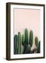 Cactus-Incado-Framed Photographic Print