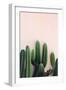Cactus-Incado-Framed Photographic Print