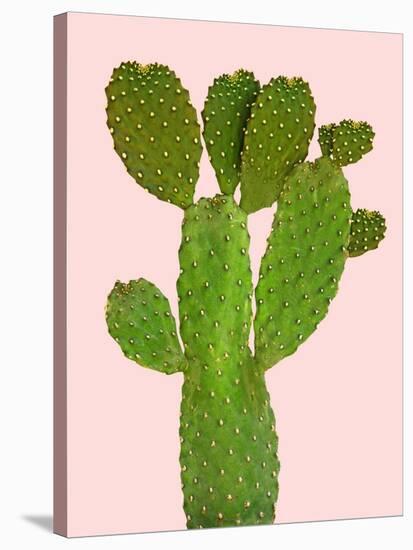 Cactus-Jensen Adamsen-Stretched Canvas
