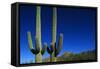 Cactuses at Sunrise-Paul Souders-Framed Stretched Canvas