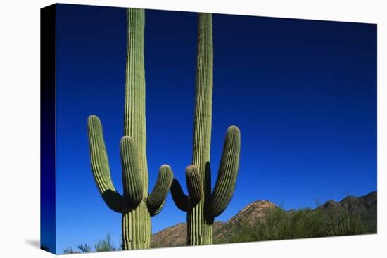 Cactuses at Sunrise-Paul Souders-Stretched Canvas