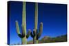 Cactuses at Sunrise-Paul Souders-Stretched Canvas