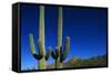 Cactuses at Sunrise-Paul Souders-Framed Stretched Canvas