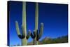 Cactuses at Sunrise-Paul Souders-Stretched Canvas