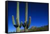 Cactuses at Sunrise-Paul Souders-Framed Stretched Canvas