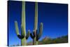 Cactuses at Sunrise-Paul Souders-Stretched Canvas