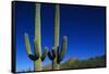 Cactuses at Sunrise-Paul Souders-Framed Stretched Canvas